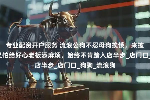 专业配资开户服务 流浪公狗不忍母狗挨饿，来披萨店讨食，又怕给好心老板添麻烦，始终不肯踏入店半步_店门口_狗狗_流浪狗
