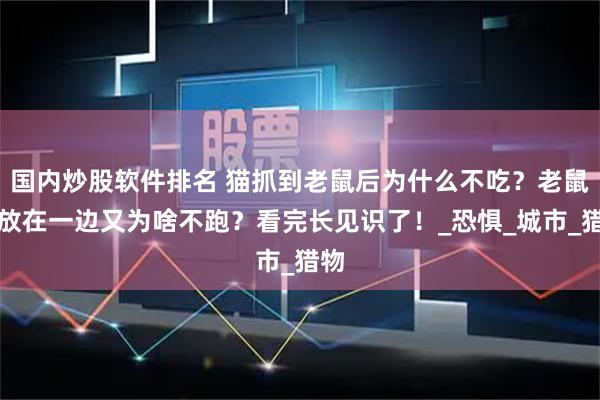 国内炒股软件排名 猫抓到老鼠后为什么不吃？老鼠被放在一边又为啥不跑？看完长见识了！_恐惧_城市_猎物
