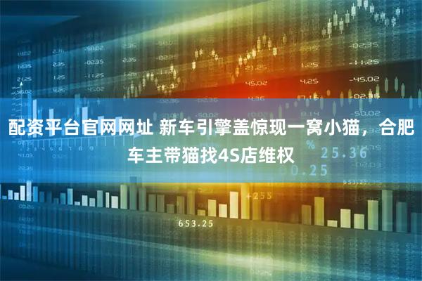 配资平台官网网址 新车引擎盖惊现一窝小猫，合肥车主带猫找4S店维权